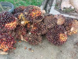 Polsek Kemuning Berhasil Amankan Pelaku Pencurian Buah Sawit Dan Penampungnya