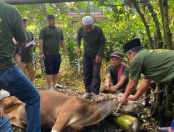 Panitia Kurban Berkah Bersama (PKBB) RT 004 RW 04 Jalan Nangka, Pasir Putih Kota Depok Laksanakan Pemotongan Hewan Kurban
