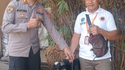 Polres Metro Pelabuhan Tanjung Priok Distribusikan Hewan Kurban Hari Raya Idul Adha 1445H