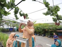Wali Kota Jakut Bersama Ketua Tim Penggerak PKK Panen Buah Anggur di Area Rooftop Parkir Walikota