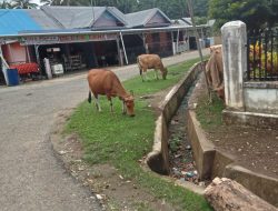 Hewan Ternak Sapi Resah kan Warga Desa Tanjung Eran .