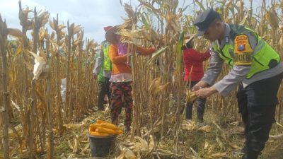 Dorong Produksi Pangan, Pak Bhabin Bantu Petani Bojonegoro Panen Jagung