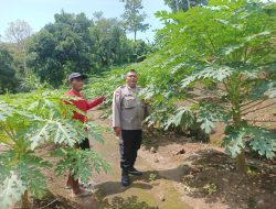 Polsek Blahbatuh Meningkatkan Ketahanan Pangan Melalui Frutikultur Di Desa Keramas