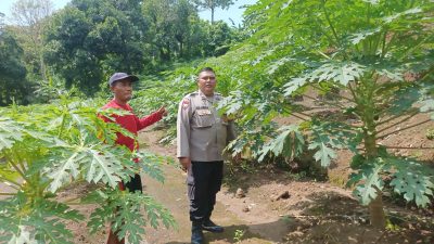 Polsek Blahbatuh Meningkatkan Ketahanan Pangan Melalui Frutikultur Di Desa Keramas