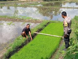 Ketahanan Pangan Di Sektor Pertanian, Bhabinkamtibmas Buruan Sambangi Pembibitan Benih Padi