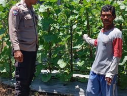 Budidaya Melon dalam Ketahanan Pangan, Bhabinkamtibmas Buruan Berikan Motivasi Pemanfaatan Lahan