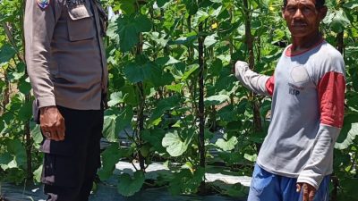 Budidaya Melon dalam Ketahanan Pangan, Bhabinkamtibmas Buruan Berikan Motivasi Pemanfaatan Lahan