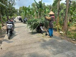 Mencari Rumput Ternak Jadi Lebih Mudah