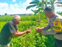 Polsek Blahbatuh Sambangi Petani Kacang Tanah Dalam Mendukung Ketahanan Pangan