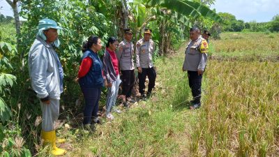 Kapolsek Blahbatuh Kolaborasi PPL Pertanian Pantau Lahan Tanam Potensial Untuk Tanaman Jagung