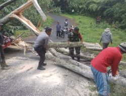 Bencana Alam Pohon Tumbang di Desa Taro, Tegallalang, Sudah Ditangani