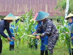 Sukseskan Program Ketahanan Pangan Nasional, Lanal Dumai Gelar Panen Raya Jagung