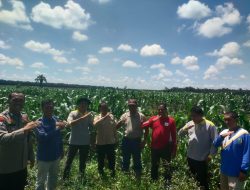 Polsek Pangean Tinjau Perkembangan Penanaman Jagung Program Ketahanan Pangan di PT. Gatipura Mulya Desa Sungai Langsat