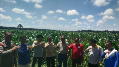 Polsek Pangean Tinjau Perkembangan Penanaman Jagung Program Ketahanan Pangan di PT. Gatipura Mulya Desa Sungai Langsat
