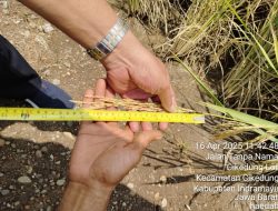 Dukung Swasembada Pangan, Menteri PU Gelar Panen Raya dan Pameran Teknologi IPHA