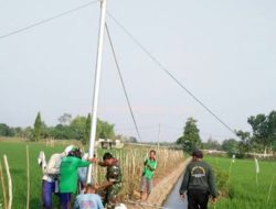 Teknologi IPHA Sukses Tingkatkan Produksi Padi, Menteri PU: Terimakasih Bantuan Burung Hantu dari Presiden
