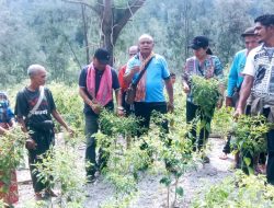 CAMAT KUATNANA IKUT PANEN RAYA CABE  BERSAMA MASYARAKAT DI DESA LAKAT