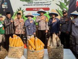 Kapolres Malang Panen Raya Jagung Serentak: Bertani Itu Pekerjaan Produktif