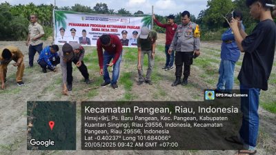 Polsek Pangean Bersama Forkopimcam dan Masyarakat Tanam Jagung Pakan Dukung Program Ketahanan Pangan Presiden RI
