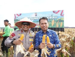Polda Riau Panen Mandiri Jagung Tahap II, Komitmen Dukung Swasembada Pangan 2025
