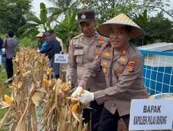 Polres Inhil dan PT RSUP Pulau Burung Panen Raya Jagung
