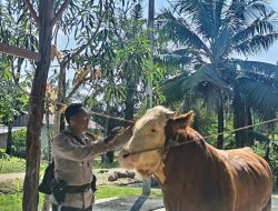 Sapi Milik Bhabinkamtibmas Terpilih Jadi Hewan Kurban Presiden Prabowo di Indragiri Hulu