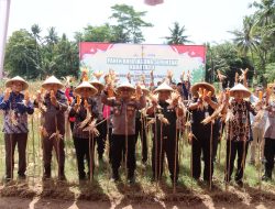 Polres Kebumen Gelar Panen Raya Jagung Serentak Tahap II di Buluspesantren