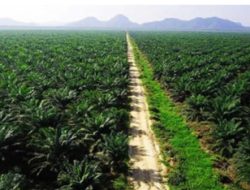 APPSI Ungkap Dugaan “Error in Objekto” Eksekusi Kebun Sawit oleh Kejagung dan Satgas PKH