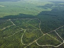 Waketum APPSI Minta Presiden Prabowo Subianto Peduli Masyarakat di Perkebunan Sawit Padang Lawas