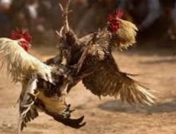 Oknum Letda Pomdam IX Udayana Diduga Bekingi Judi Tajen di Bangli, Publik Murka! Sponsor dan Masyarakat Buka Suara, Profesor Sutan Nasomal Desak Panglima & Kapolri Bertindak! 