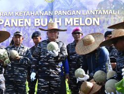 Dukung Program Ketahanan Pangan Melalui Bintahwilmar, Lantamal I Tabur Bibit Ikan Nila dan Panen Buah Melon