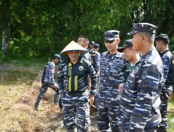 Sambut HUT Ke-80 TNI, Lanal Simeulue Bersama Kodim 0115/Simeulue Laksanakan Penanaman Padi di Pulau Terluar Provinsi Aceh