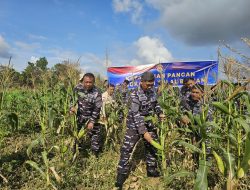 Panen Jagung Lanal Bintan Dalam Mendukung Ketahanan Pangan