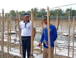 Danlanal Bengkulu Aktif Dalam Meninjau Lahan Pertanian, Implementasi Dukungan Terhadap Ketahanan Pangan Nasional