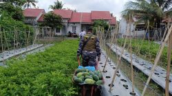 Pangkalan TNI AL Bandung Laksanakan Panen Parsial Semangka Program Ketahanan Pangan