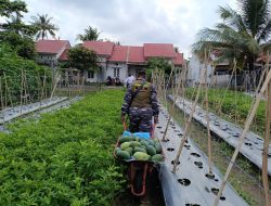 Pangkalan TNI AL Bandung Laksanakan Panen Parsial Semangka Program Ketahanan Pangan