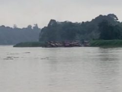 Sehari Viral, Esoknya PETI Kapuas Kian Menantang Hukum”