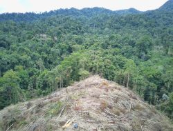 Pro Kontra Tambang Emas Kabupaten Seluma, Yusnaini; Prinsipnya Kami Mendukung, Akan Tetapi?