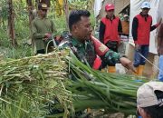 Peserta Bimtek Antusias Olah Pakan Ternak Bersama Satgas TMMD 126 di Lebakharjo