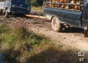 Warga Kelurahan Tanjung Kapal Dan Desa Darul Aman Keluhkan Jalan Poros Rusak Parah Mengganggu Pengguna Jalan.