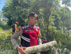 Tim Gabungan Evakuasi Pohon Tumbang yang Tutup Jalan di Batu