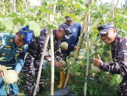 Lanal Bengkulu Laksanakan Panen Raya Melon, Dukung Program Ketahanan Pangan