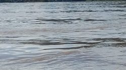 Lanting PETI Kembali Beroperasi di Sungai Kapuas Sanggau, Dugaan Pembiaran Mencuat