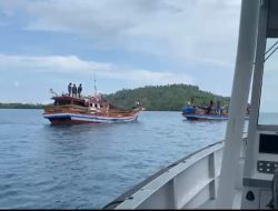 TNI AL Gagalkan Ratusan Ekor Babi Ilegal di Perairan Nias Utara