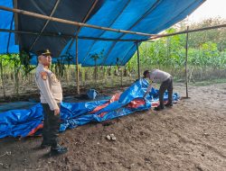 Polisi Kembali Bongkar Arena Sabung Ayam di Kalipare Malang
