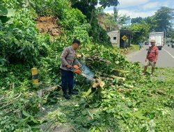 Pohon Tumbang di Pakisaji Malang, Polisi Evakuasi Usai Laporan Warga ke 110