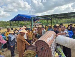 Lanal Bintan Dukung Ketahanan Pangan Melalui Kegiatan Panen Perdana Padi Gogo, Perkuat Sinergi TNI–Masyarakat