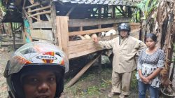 BRI BO Rangkasbitung Salurkan KUR untuk Petani dan Peternak Domba Kambing di Lebak, Meningkatkan Kesejahteraan