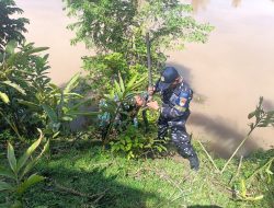 Posbinpotmar Bengkulu Tengah Bersinergi Dengan Koramil dan Polsek Pondok Kelapa Tanam Mangrove