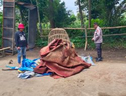 Polres Malang Bongkar Sarana Judi Sabung Ayam di Poncokusumo, Lokasi Tersebunyi di Tengah Kebun